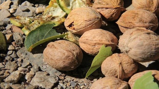تصویر 2 از قیمت گردو کاغذی ایرانی + خرید باور نکردنی